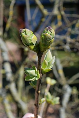Syringa vulgaris 'Aucubifolia' - šeřík obecný - pupen květů